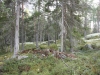 Maisema 2