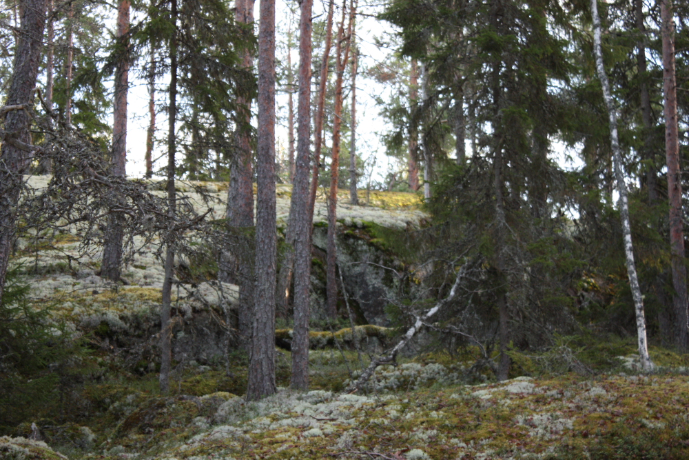 Maisema 6