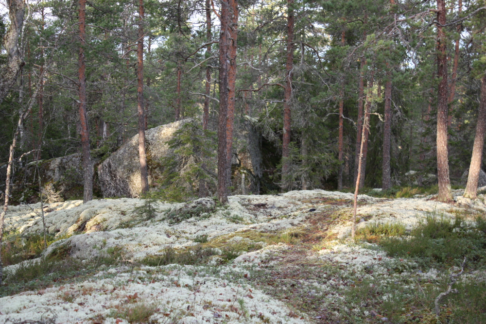 Maisema 5